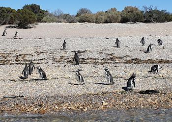 Magellanic penguins - Bahia Bustamante