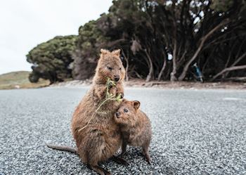Quokka and joey on Rottnest Island