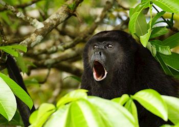 Howler monkey, Honduras