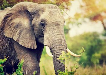 An elephant in the Eastern Cape, South Africa