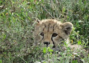 Cheetah cub in the Serengeti