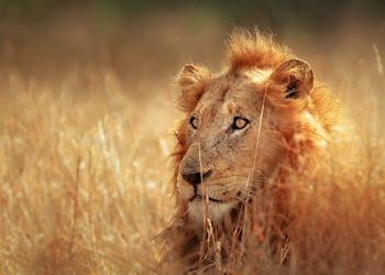 Lion, Kruger,  South Africa