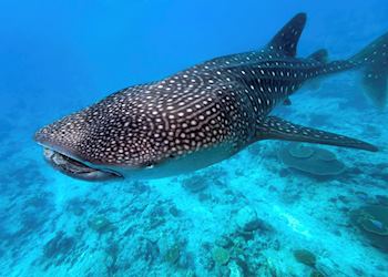 Whale Shark, The Maldives