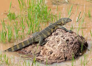 Monitor lizard, Lake Manyara National Park, Tanzania