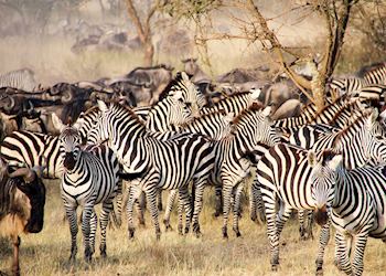 Zebra, Tanzania