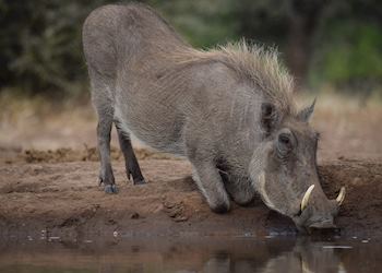 Warthog drinking from a watering hole 