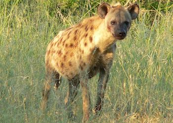 Spotted Hyena in Kruger Park