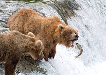 Brown bears at Brooks Falls