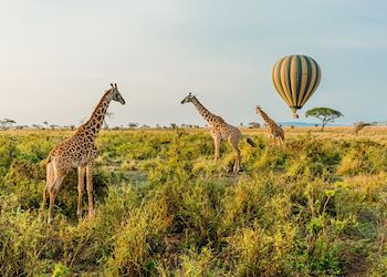Hot Air Balloon in the Serengetti with giraffe