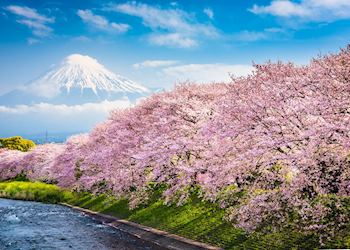 Cherry blossom, Urui River, Fujinomiya