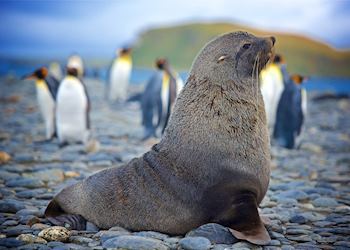 Sea lion in Antarctica