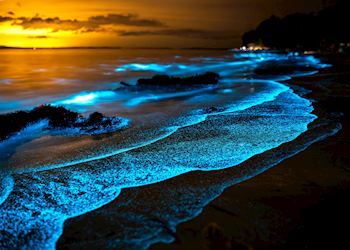 Bioluminescence