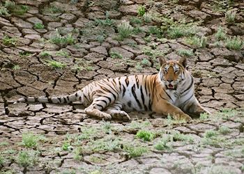 A sub adult male spotted at Pench