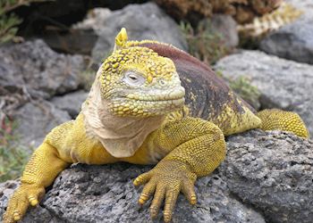 Land iguana, Galapagos Islands
