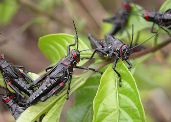 Grasshoppers, Roraima, Venezuela