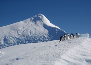 Adelie penguins on iceberg, Antarctica