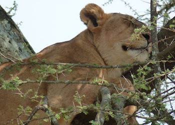 Lion in a Tree, Masai Mara, Kenya