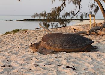 Green turtle returning to the sea after laying her eggs, Heron Island