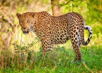 A leopard in the Kruger National Park, South Africa