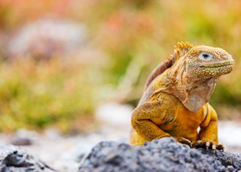 Galapagos Islands, Ecuador