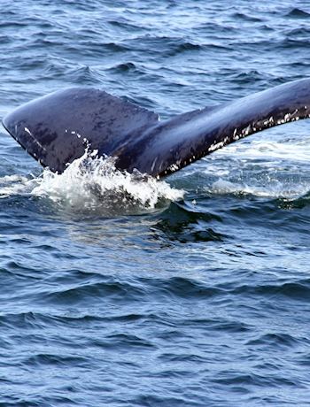 Whale and dolphin watching | Audley Travel US