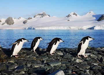 Chinstrap penguins on Half Moon Island