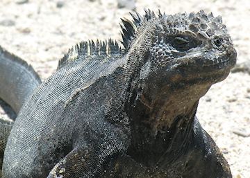 Galapagos Islands Vacations 2025 & 2026 - Tailor-Made from Audley Travel US