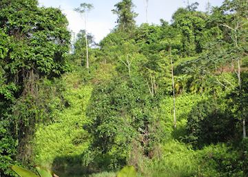 Visit Puerto Viejo de Sarapiqui, Costa Rica | Audley Travel UK