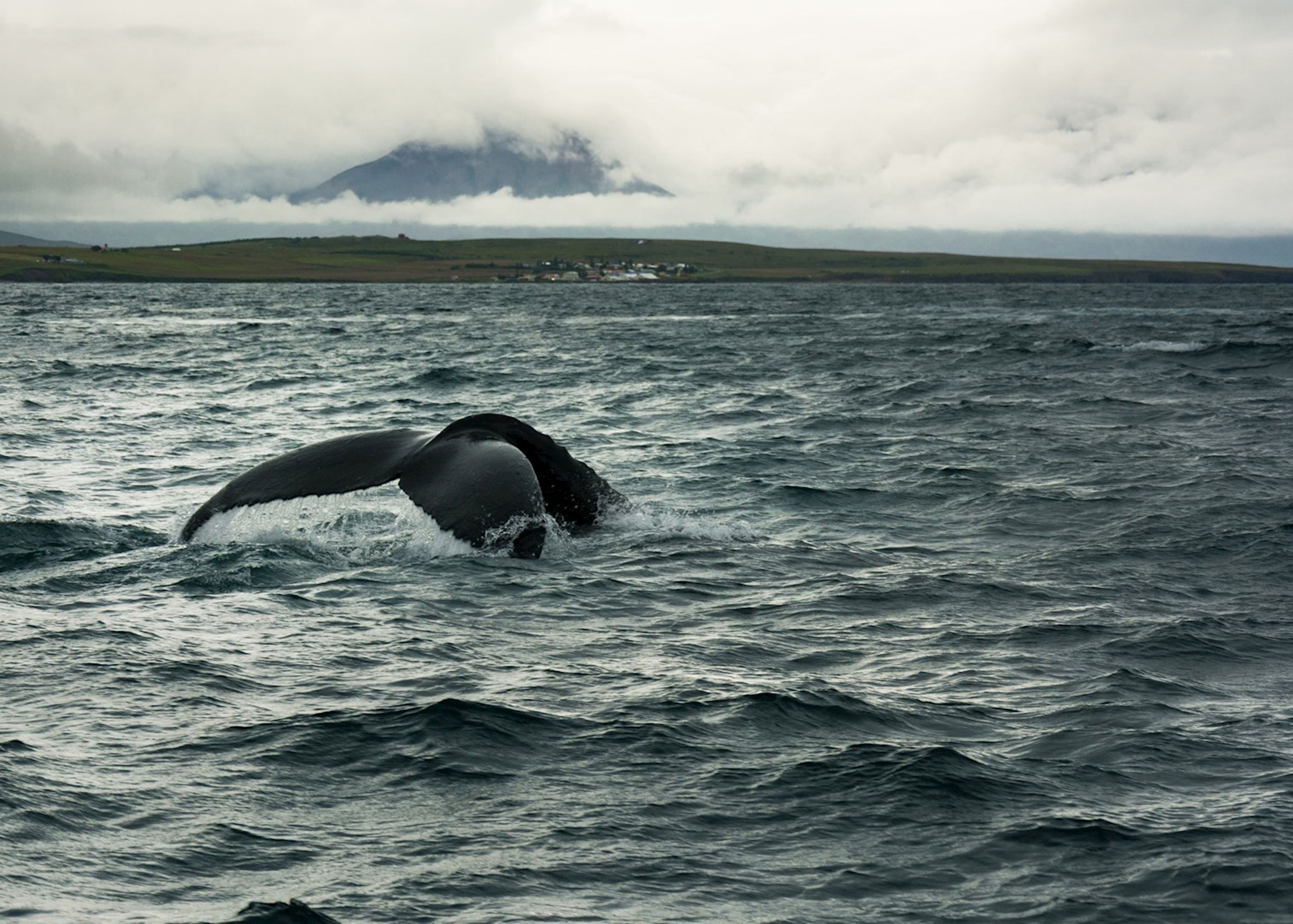 Hauganes whale watching & sea angling | 香港六合彩开奖记录 UK