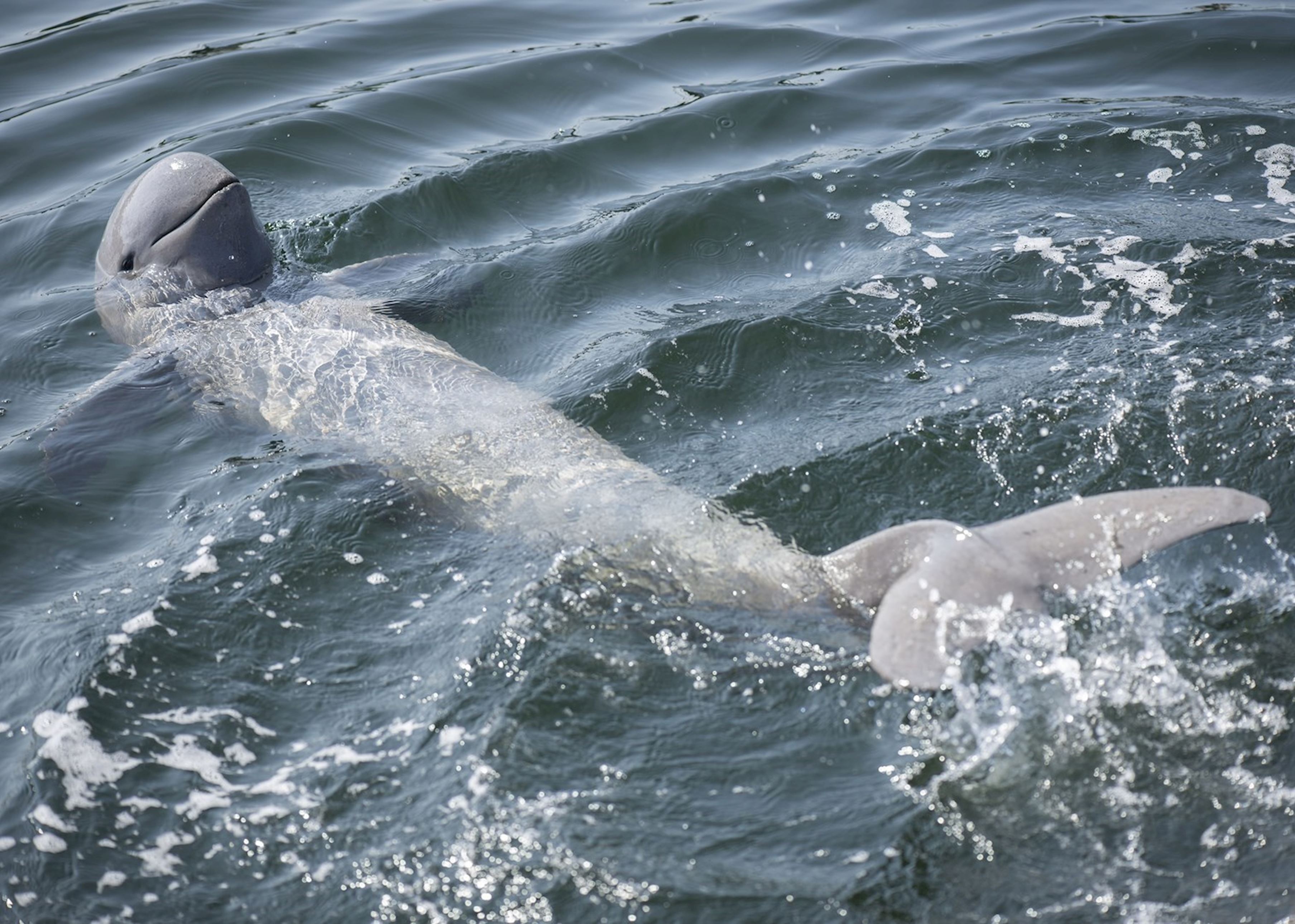 Irrawaddy dolphin - Wikipedia