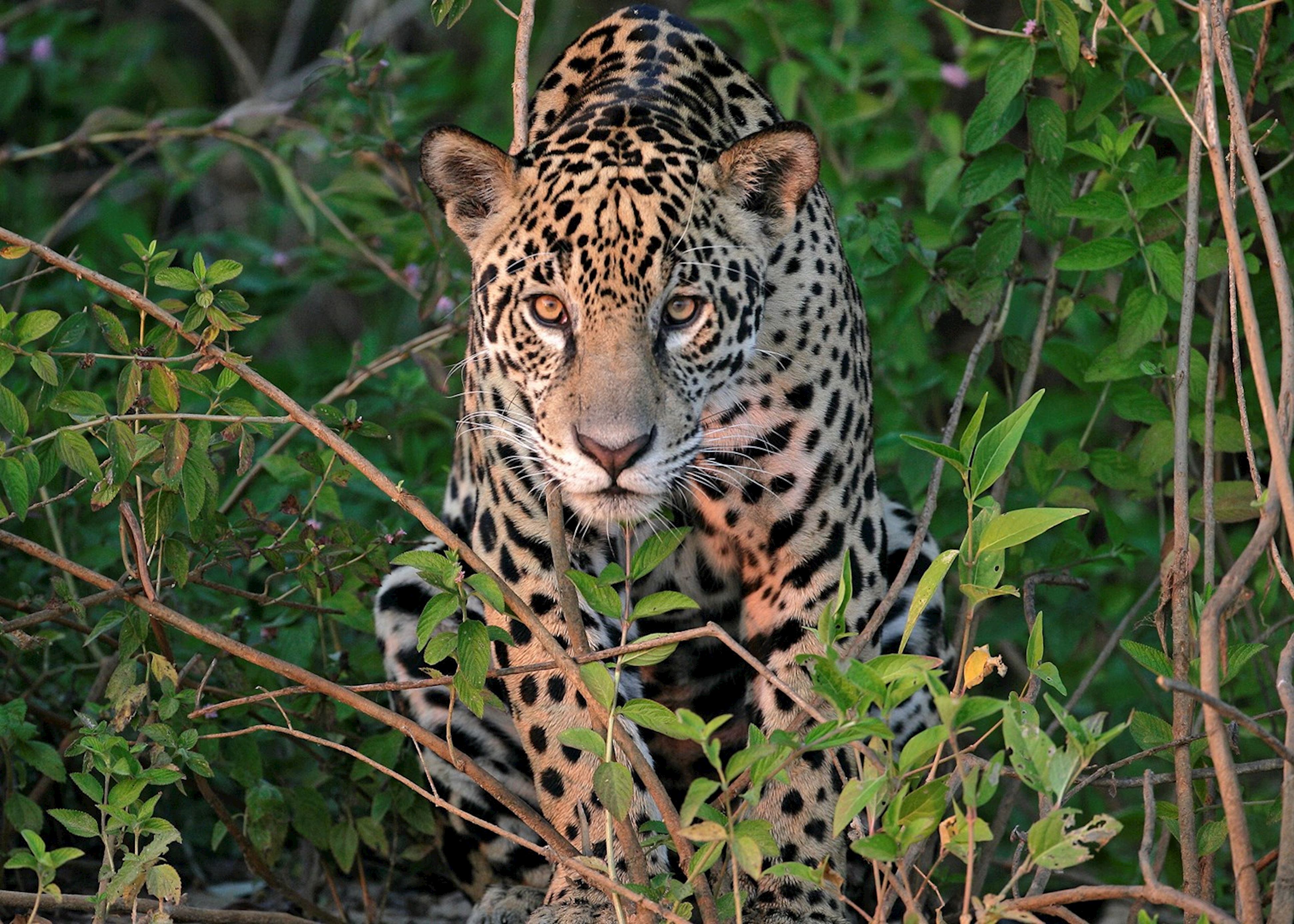 jaguar tour brazil