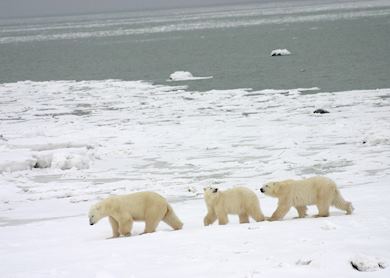 The great polar bear gathering | Audley Travel UK