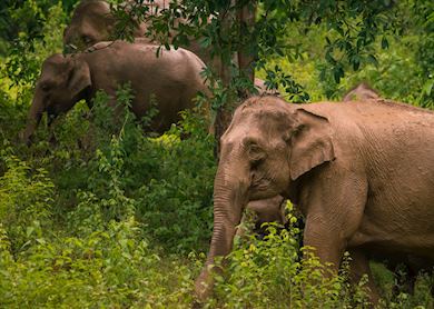 The responsible approach: Audley's elephant experiences | Audley Travel US