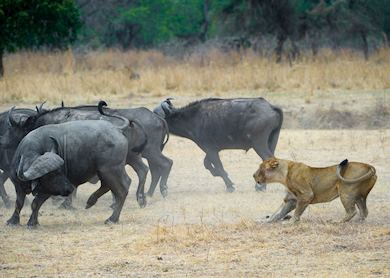 Luxury Luangwa & Lake Malawi Tour | Audley Travel UK