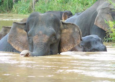 Borneo's Rivers, Mountains and Beaches Tour | Audley Travel UK