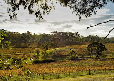 South Australia's wine, wildlife & outback self-drive | Audley Travel US