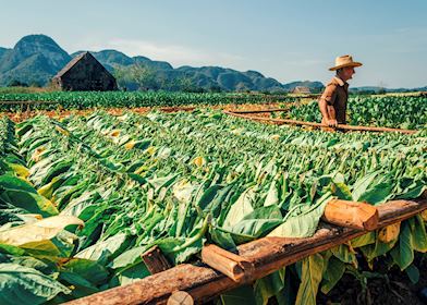 Tobacco Fields In Vinales Cuba Tobacco Fields In Vinales Cuba
