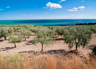 Olive trees, Fasano