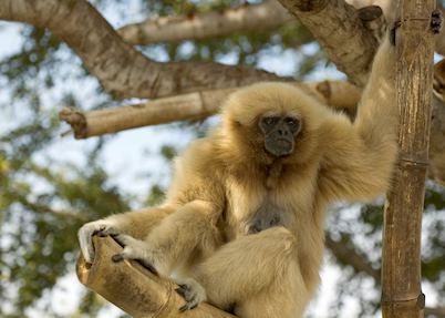 Gibbon, Danum Valley, Malaysian Borneo
