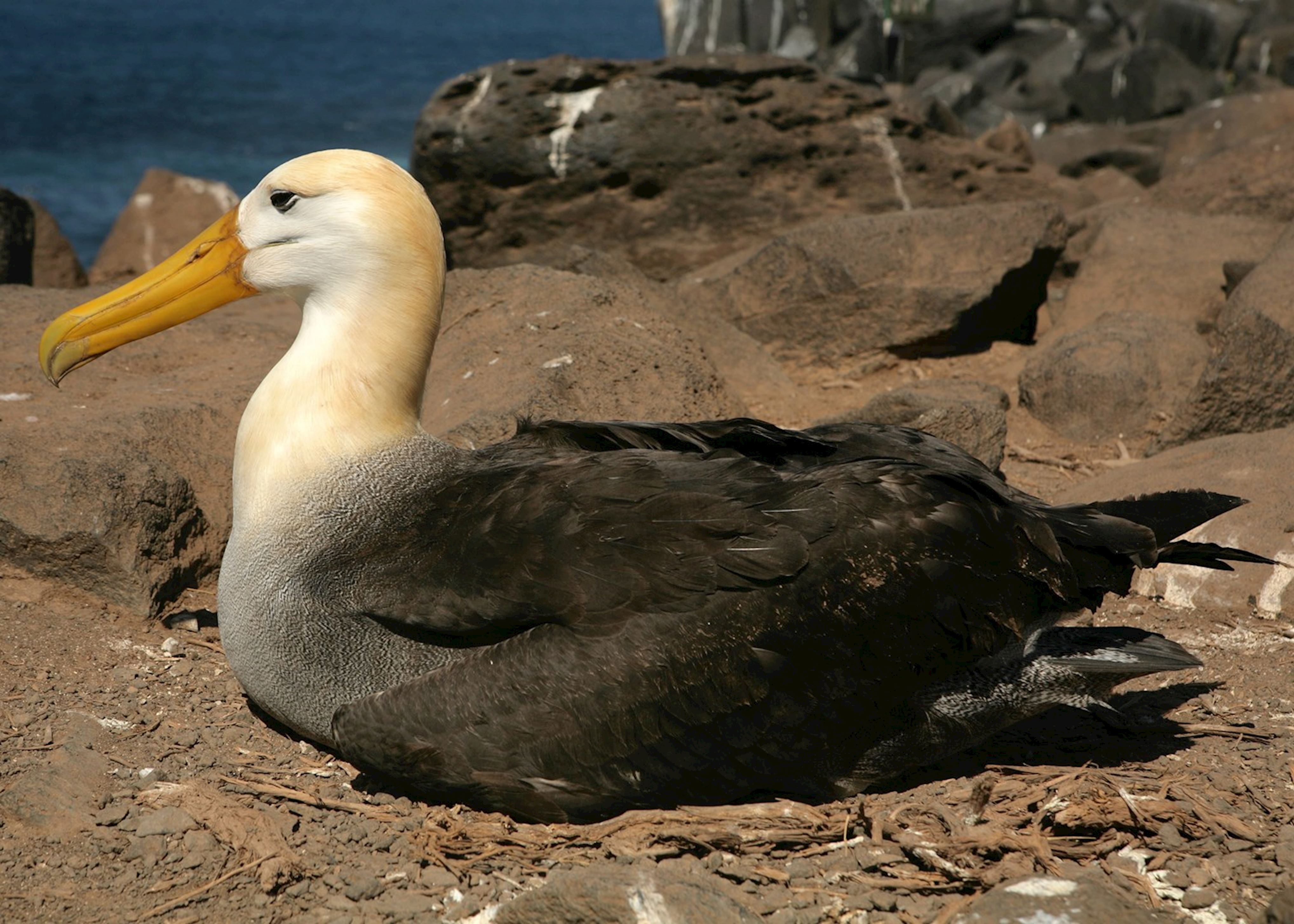 Galapagos: So why all the rapture? | Audley Travel US