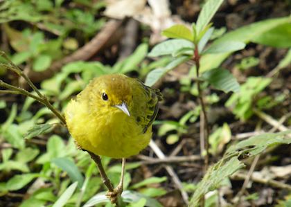 Birdlife in the Mindo cloudforest