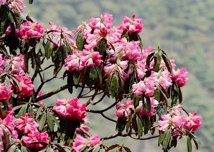 Rhododendrons in Bhutan