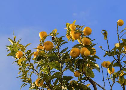 Lemons, Sorrento