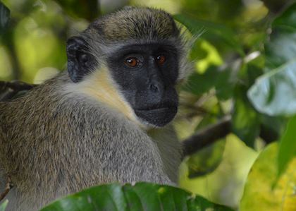 Vervet monkey, Saint Kitts & Nevis