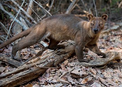 Fossa, Madagascar