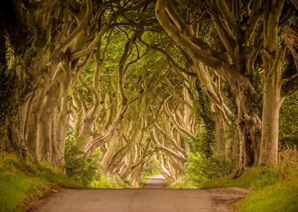 Dark Hedges