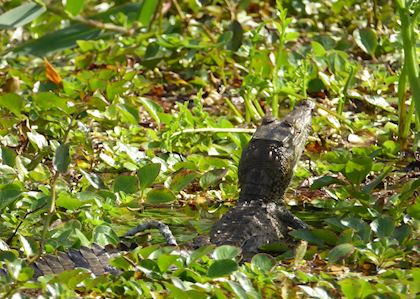 Baby Crocodile, Cuero y Salado