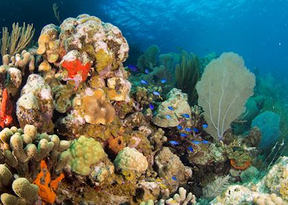 Coral Reef, British Virgin Islands