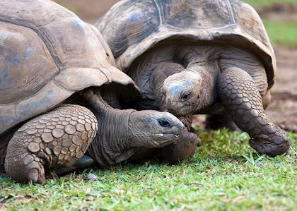 Giant Tortoises, Mauritius