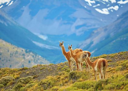 Vicuna - Torres del Paine